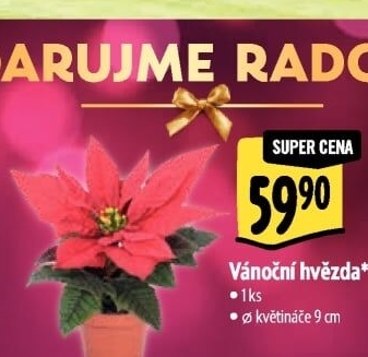 Vánoční hvězda - Poinsettia