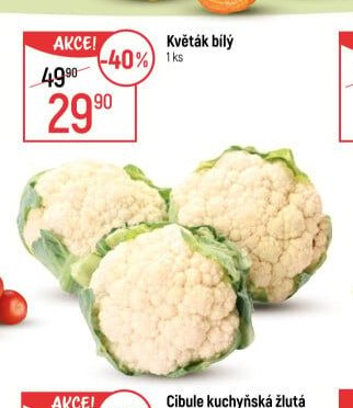 Květák bílý
