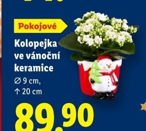 Kalanchoe - Kolopejka