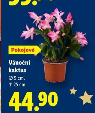 Vánoční kaktus - Schlumbergera