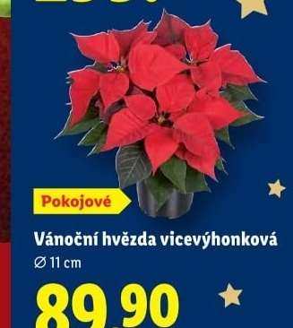 Vánoční hvězda - Poinsettia