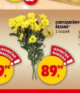 Chryzantémy řezané
