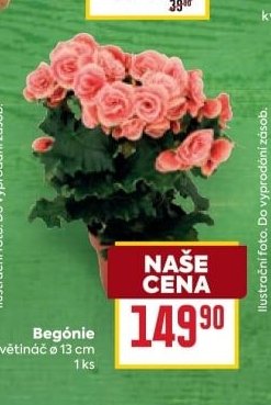 Begónie