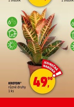KROTON různé druhy