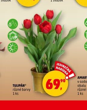 TULIPÁN různé barvy