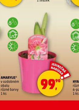 AMARYLIS v ozdobném obalu