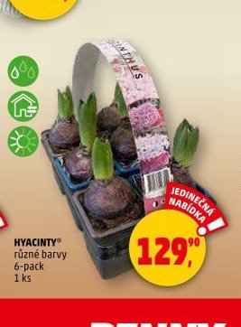 HYACINTY různé barvy