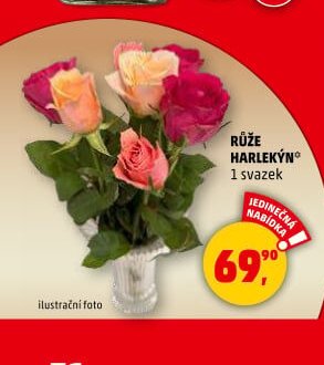 RŮŽE HARLEKÝN