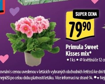 Primula Sweet Kisses mix