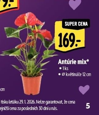 Antúrie mix