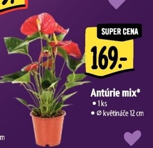 Anturie