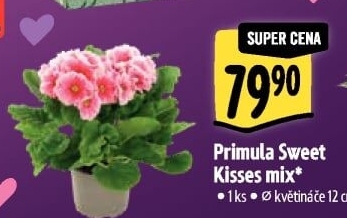 Primule - Petrklíč - Prvosenka