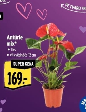 Anturie