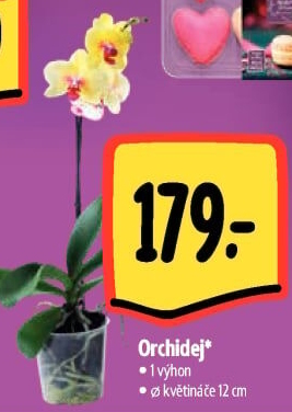 Orchidej