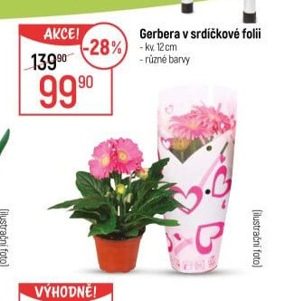 Gerbera v srdíčkové folii