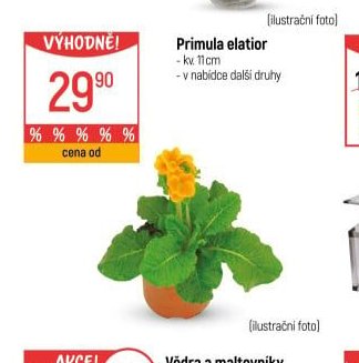 Primula elatior
