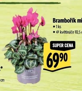 Cyclamen - Brambořík