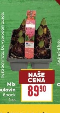 Mix cibulovin