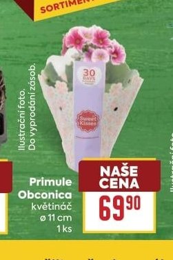 Primule Obconica