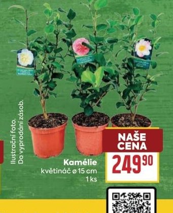 Kamélie