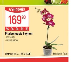 Phalaenopsis 1 výhon