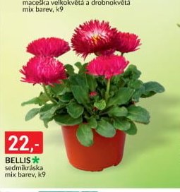 BELLIS
