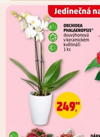 ORCHIDEA PHALAENOPSIS
