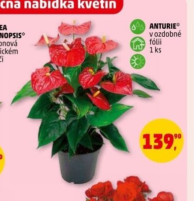 ANTURIE