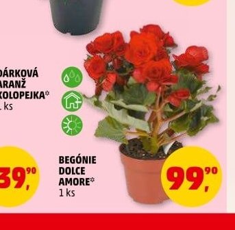 BEGÓNIE DOLCE AMORE