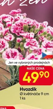 Hvozdík