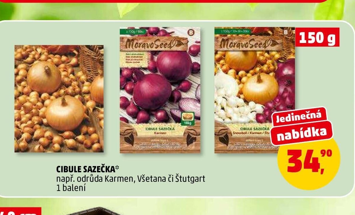 Cibule sazečka