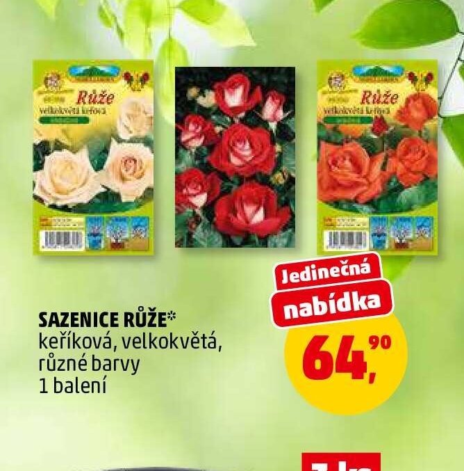 Sazenice růže