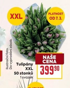 Tulipány XXL