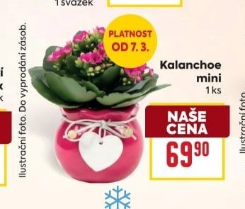 Kalanchoe mini