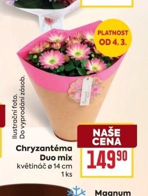 Chryzantéma Duo mix