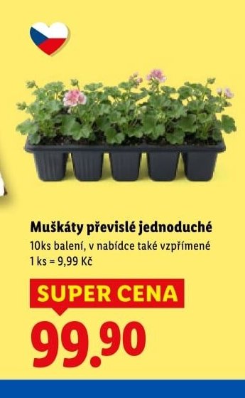 Muškáty převislé jednoduché