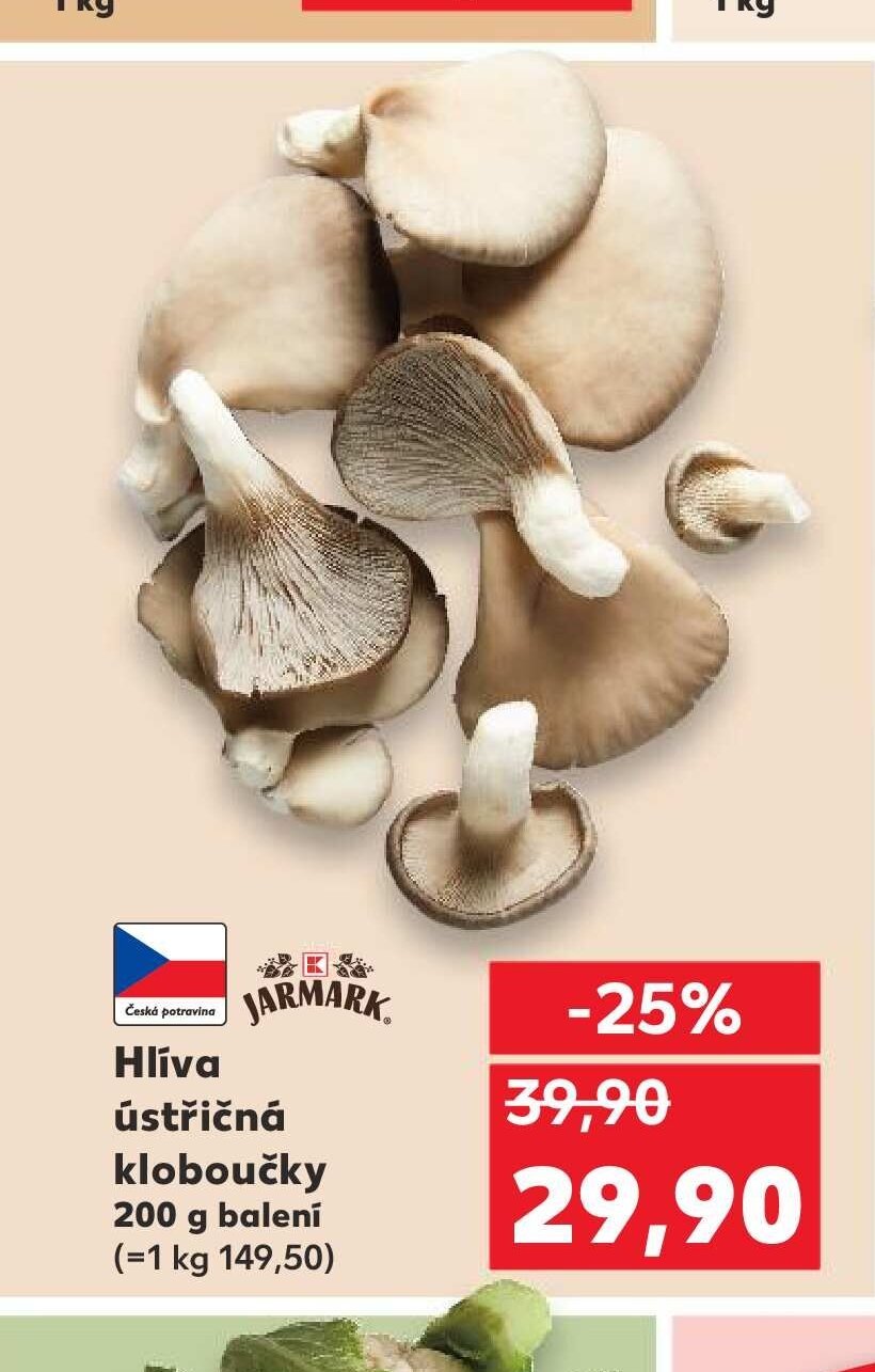 Hlíva ústřičná kloboučky