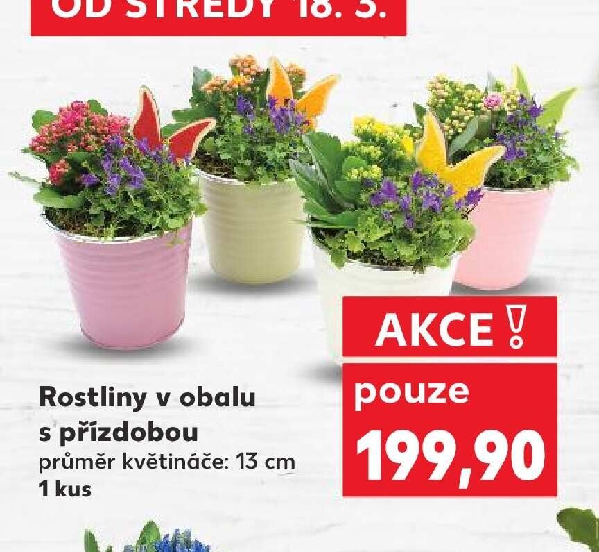 Rostliny v obalu s přízdobou