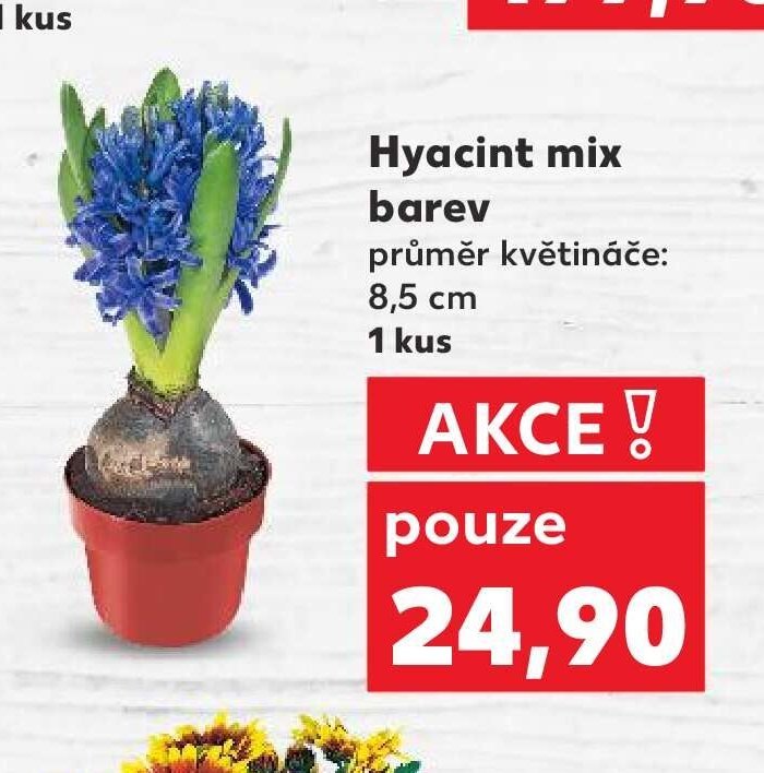 Hyacint mix barev