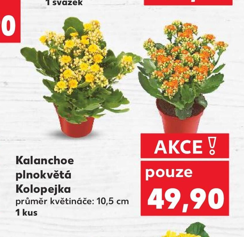 Kalanchoe plnokvětá Kolopejka