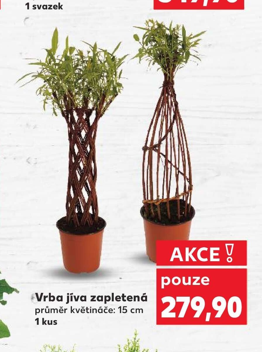 Vrba jíva zapletená