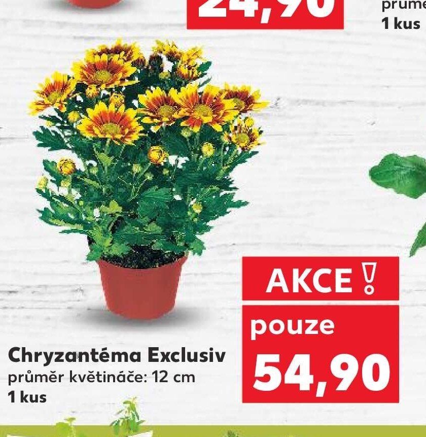 Chryzantéma Exclusiv