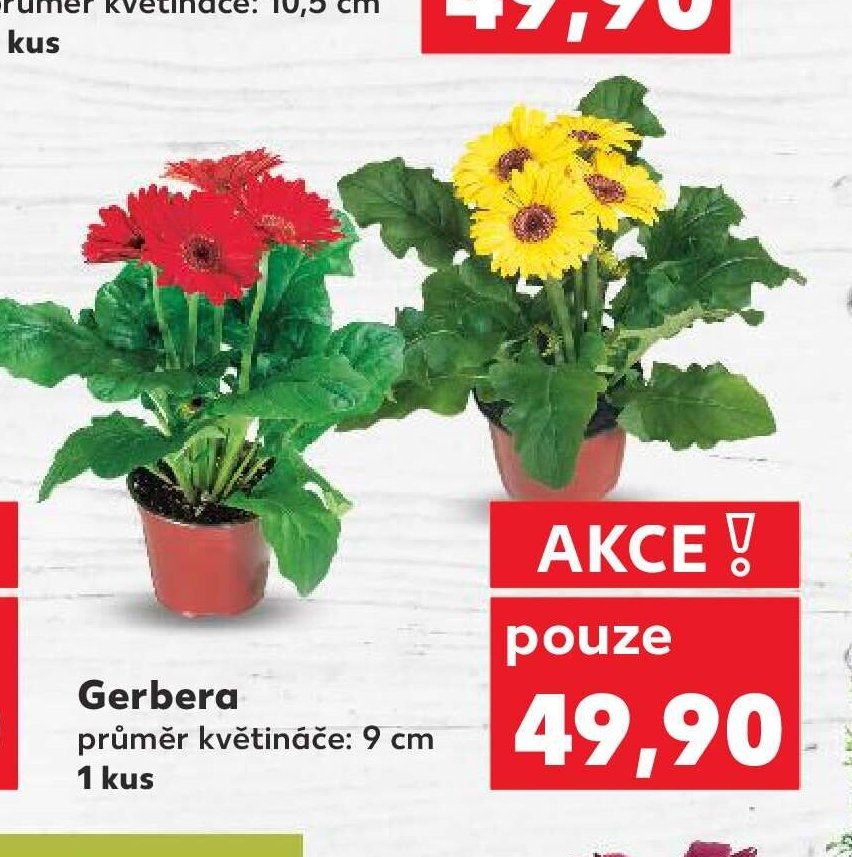 Gerbera