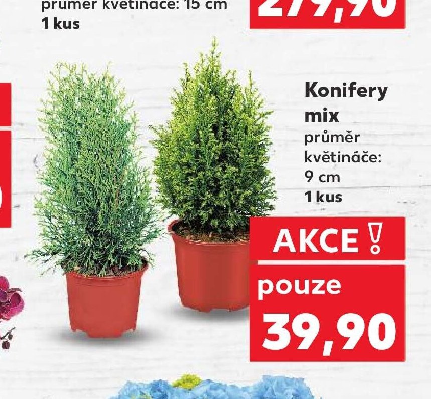 Konifery mix