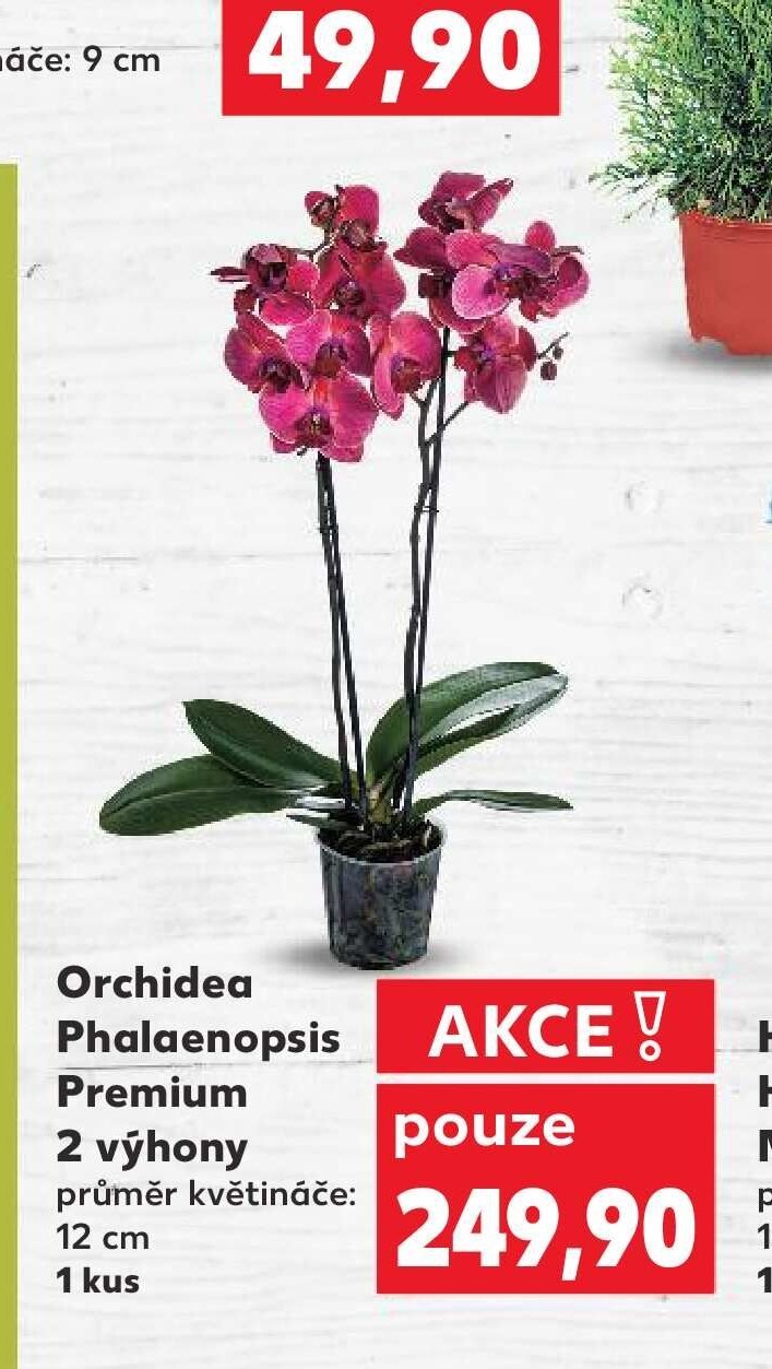 Orchidea Phalaenopsis Premium