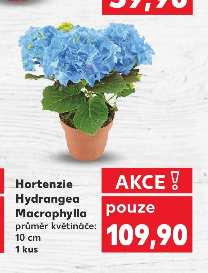 Hortenzie Hydrangea Macrophylla