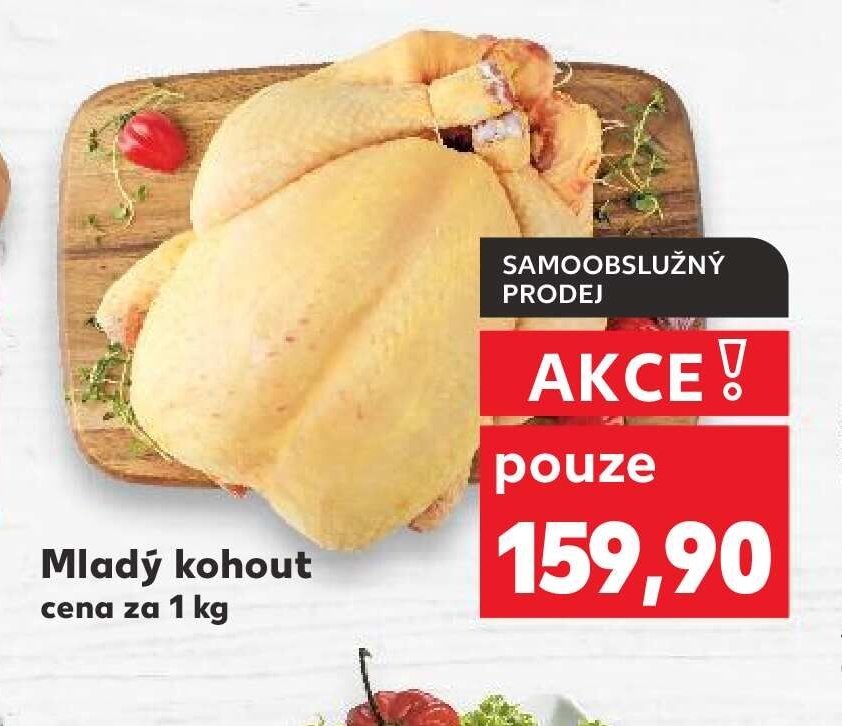Mladý kohout