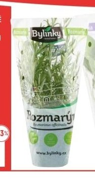 Bylinky v květináči - Rozmarýn