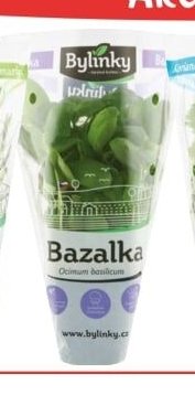 Bylinky v květináči - Bazalka