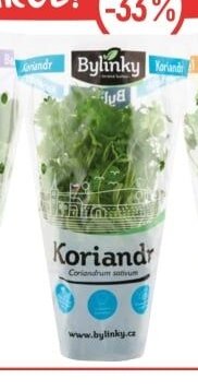 Bylinky v květináči - Koriandr